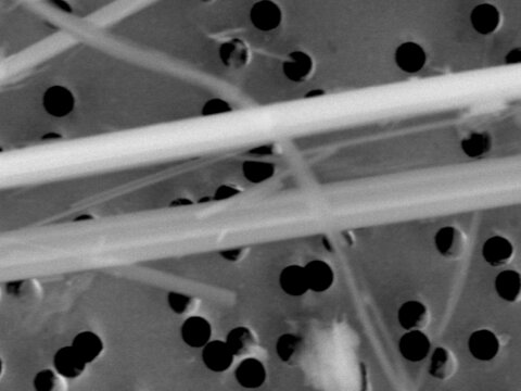 CRB GmbH | REM-Bild Chrysotil und Amosit auf Luftfilter | © CRB Analyse Service GmbH